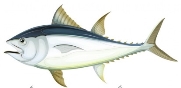 C:\Users\КВ\Desktop\моніторинг\мал\drafting-character-atlantic-bluefin-tuna-illustration_1308-1508.jpg